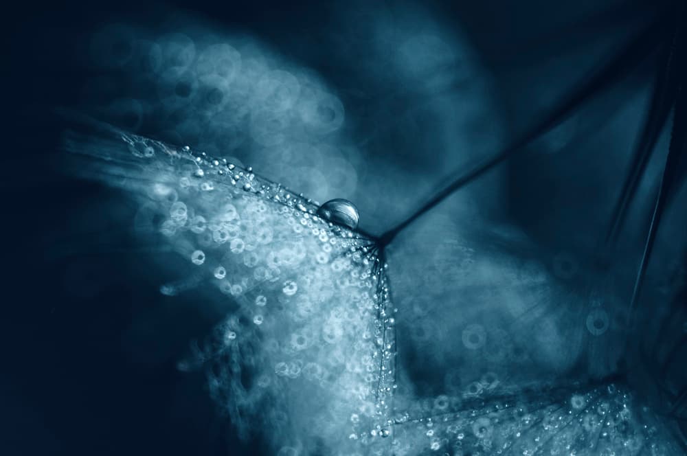 Blue Dew Drops by Ivelina Blagoeva — canvas wall art