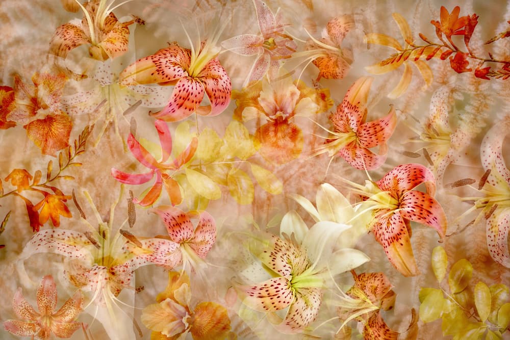 Warm Lily Pattern by Ludmila Shumilova — canvas wall art
