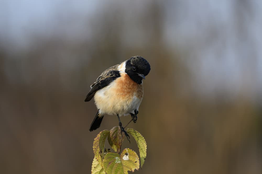 Curious Stonechat Perched by SAMIR KUMAR SAMANTA — canvas wall art