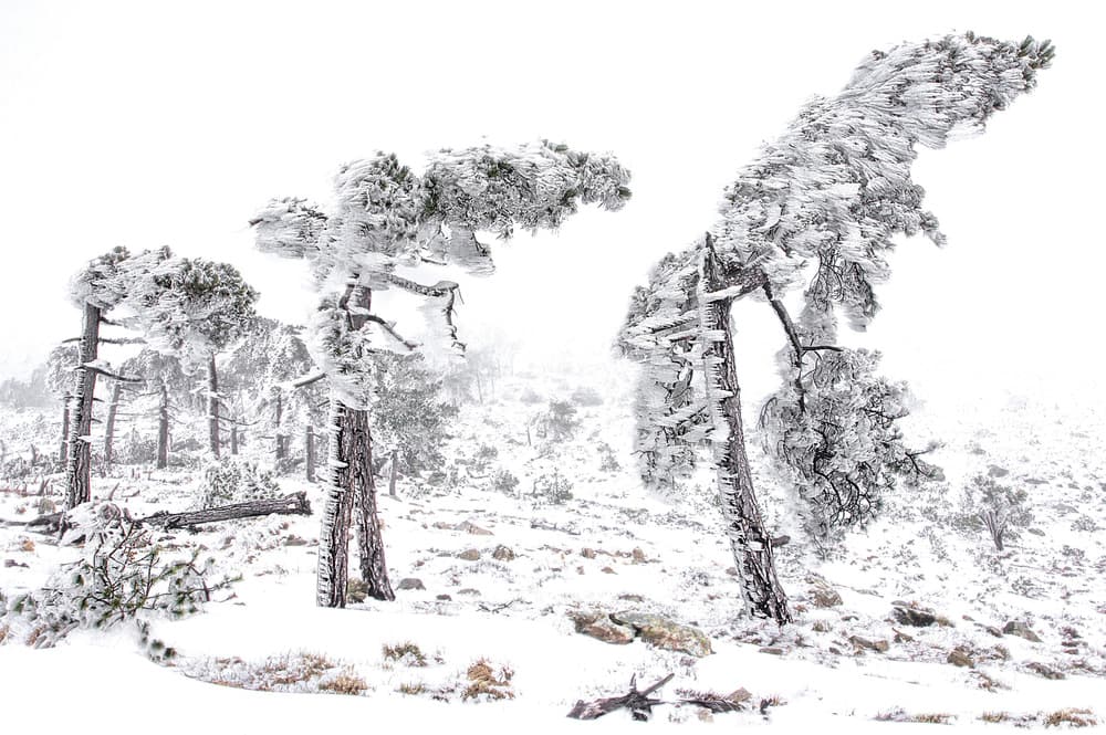 Frosted Winter Forest by Alessandro Traverso — canvas wall art