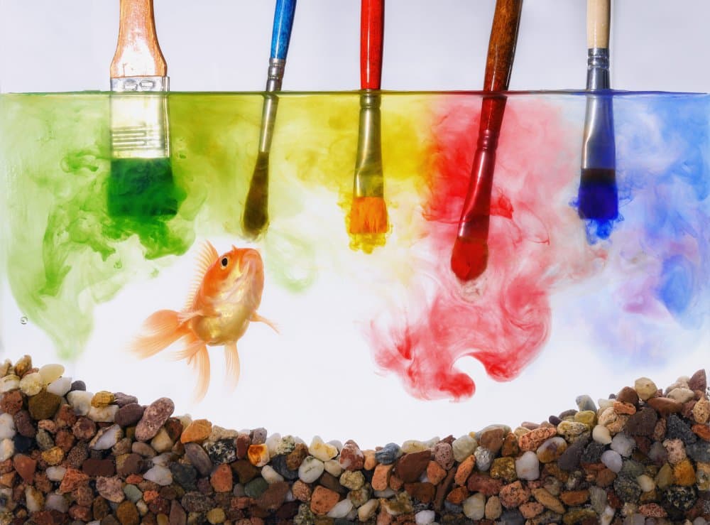 Goldfish And Brushes by Sergio Rapagnà — canvas wall art