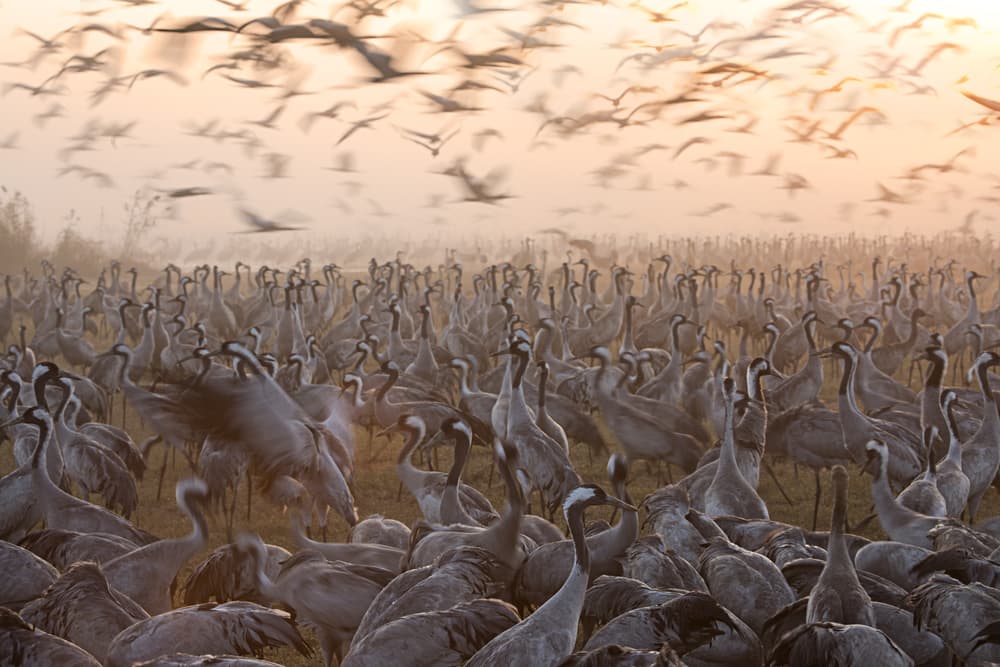 Cranes In Golden Mist by Amnon Eichelberg — canvas wall art