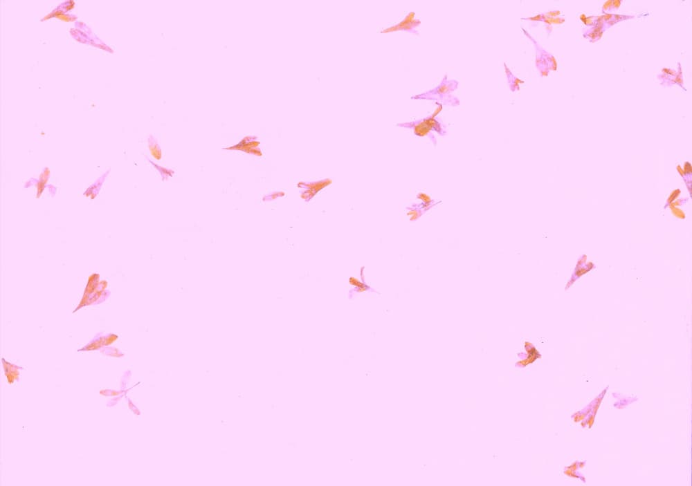 Delicate Pink Petals by Santhosh ch — canvas wall art
