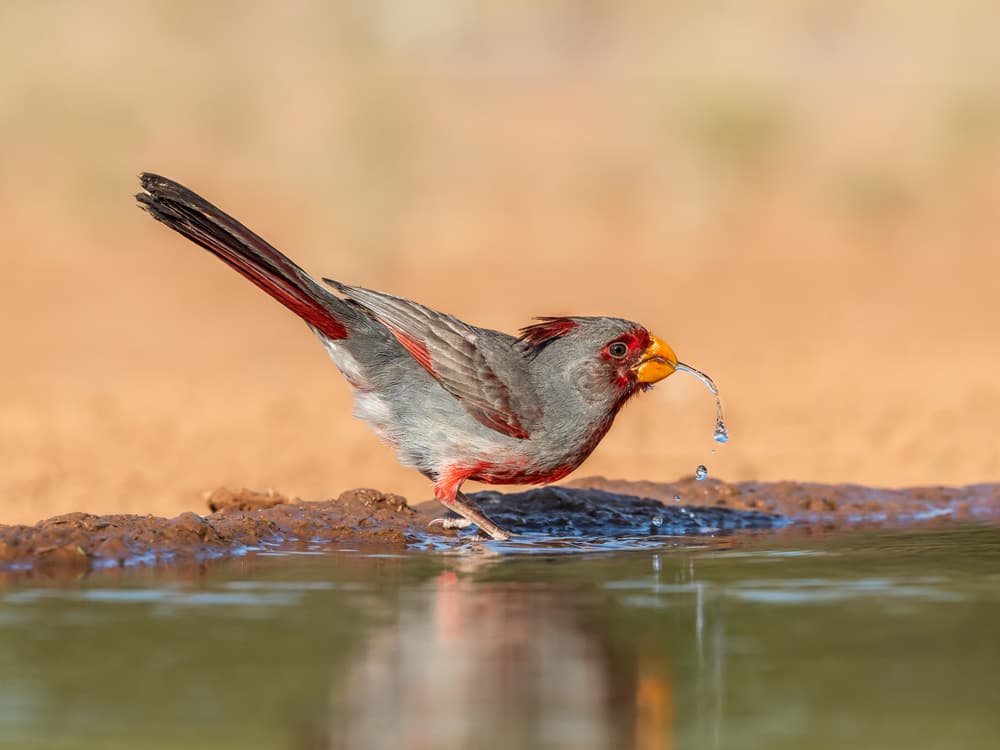 Crested Bird Drinks Water by Siyu_Wei APA — canvas wall art