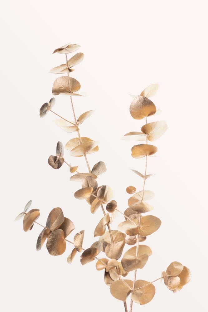 Golden Eucalyptus Branches by Pictufy Studio III — canvas wall art