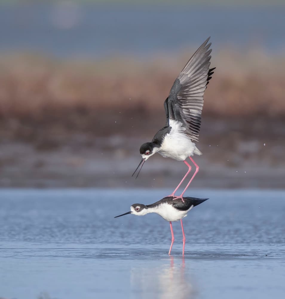 Stilts Mating Dance by Judy Tseng — canvas wall art