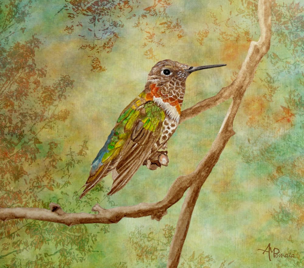 Vibrant Hummingbird Perched by Angeles M. Pomata — canvas wall art