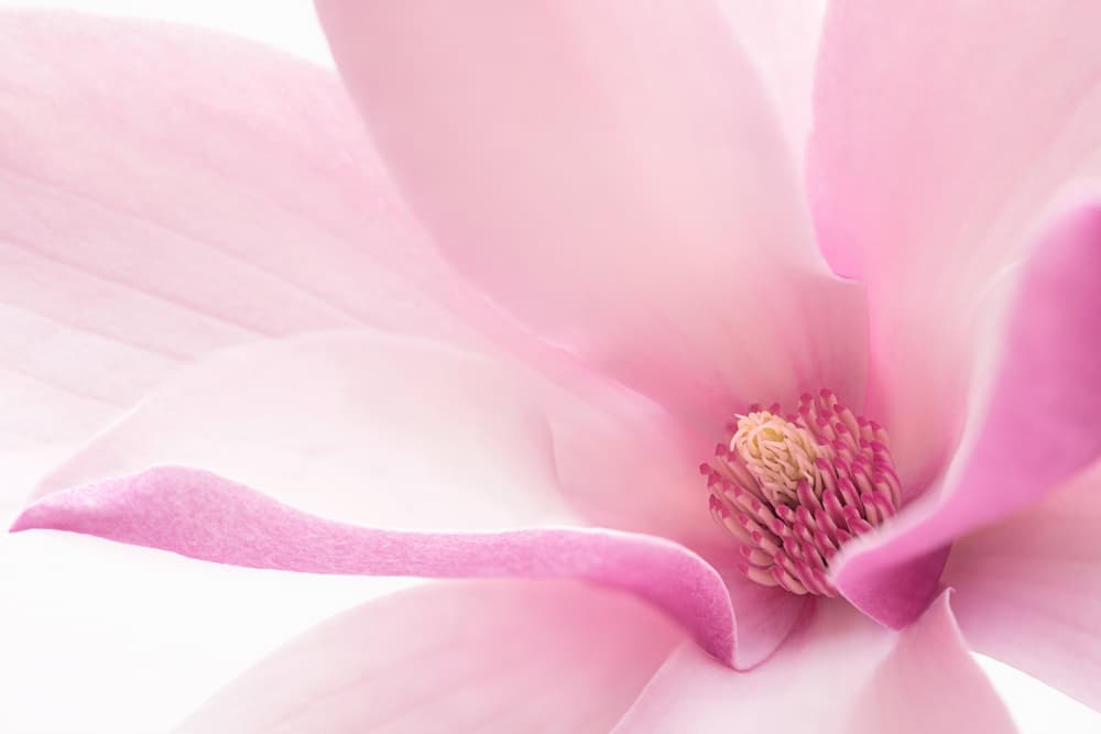 Pink Magnolia Bloom by GaoSL — canvas wall art