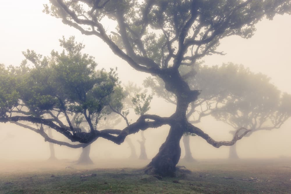 Misty Enchanted Forest by Walter Lackner — canvas wall art