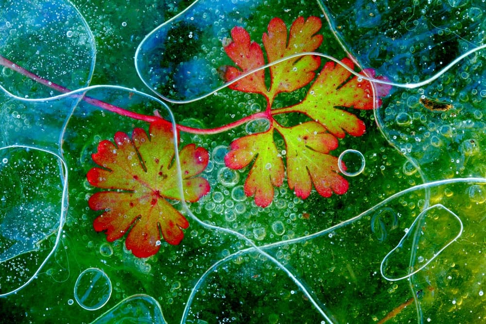 Vibrant Frozen Leaves by Andres Miguel Dominguez — canvas wall art