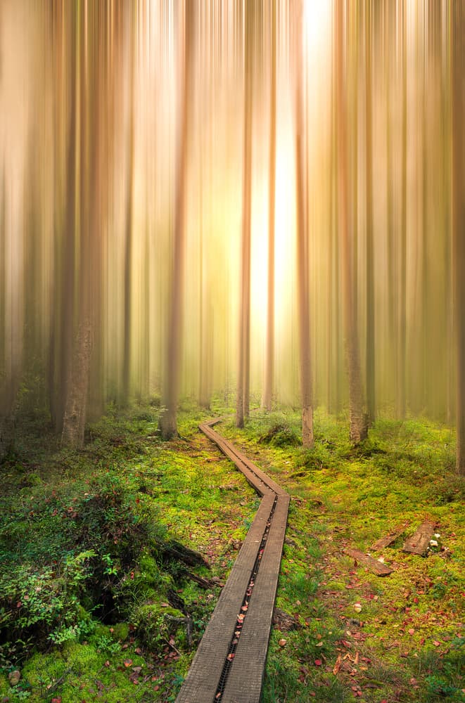 Misty Forest Path by Christian Lindsten — canvas wall art