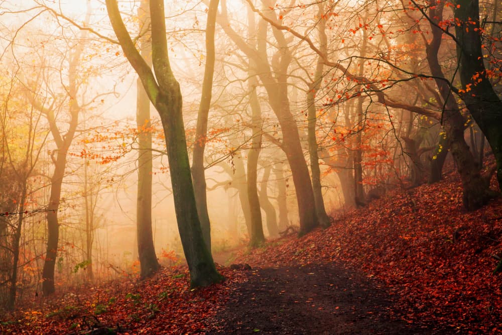 Misty Autumn Forest Path by Leif Løndal — canvas wall art