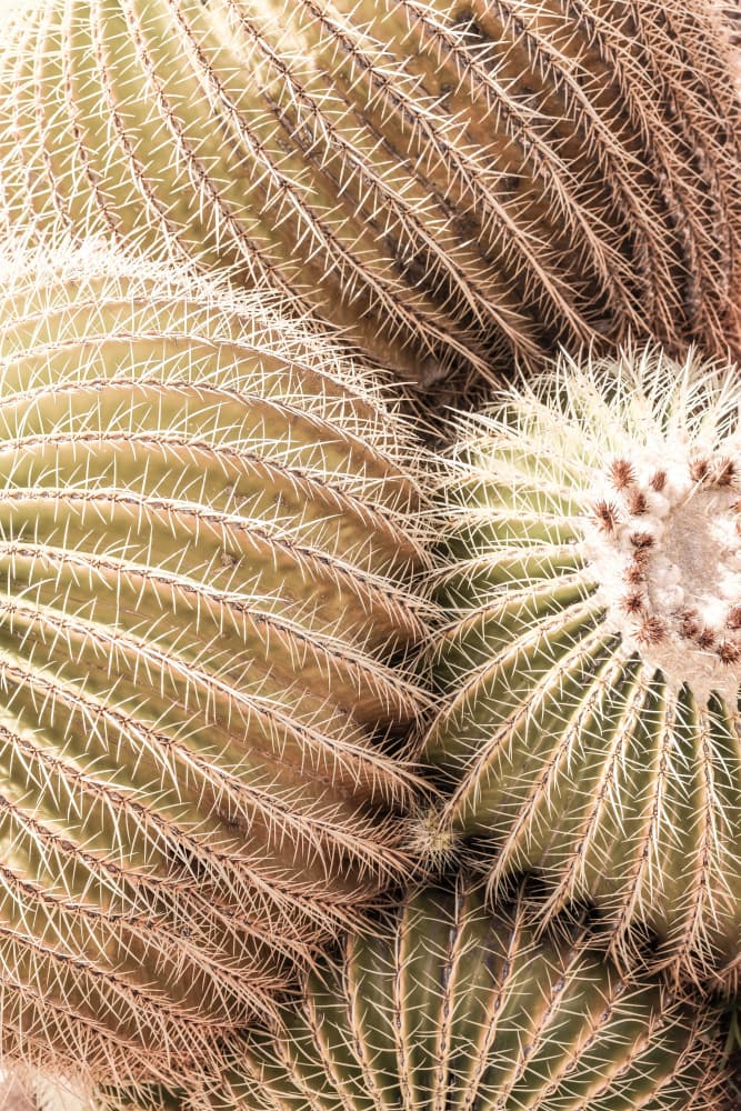 Spiral of Spines by Shot by Clint — canvas wall art
