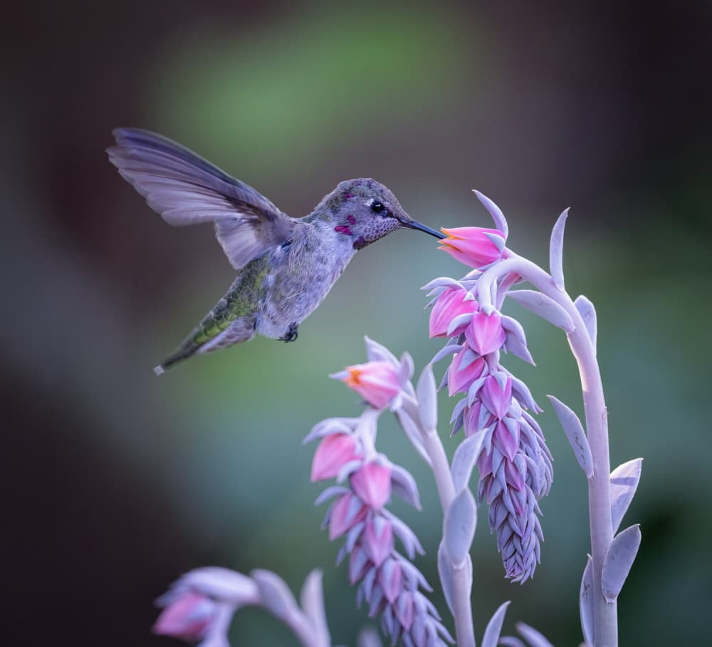Hummingbird Sips Nectar by Xiaojian Huang — canvas wall art