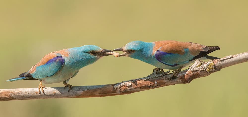 Two Blue Birds Feeding by Jan van der Linden — canvas wall art