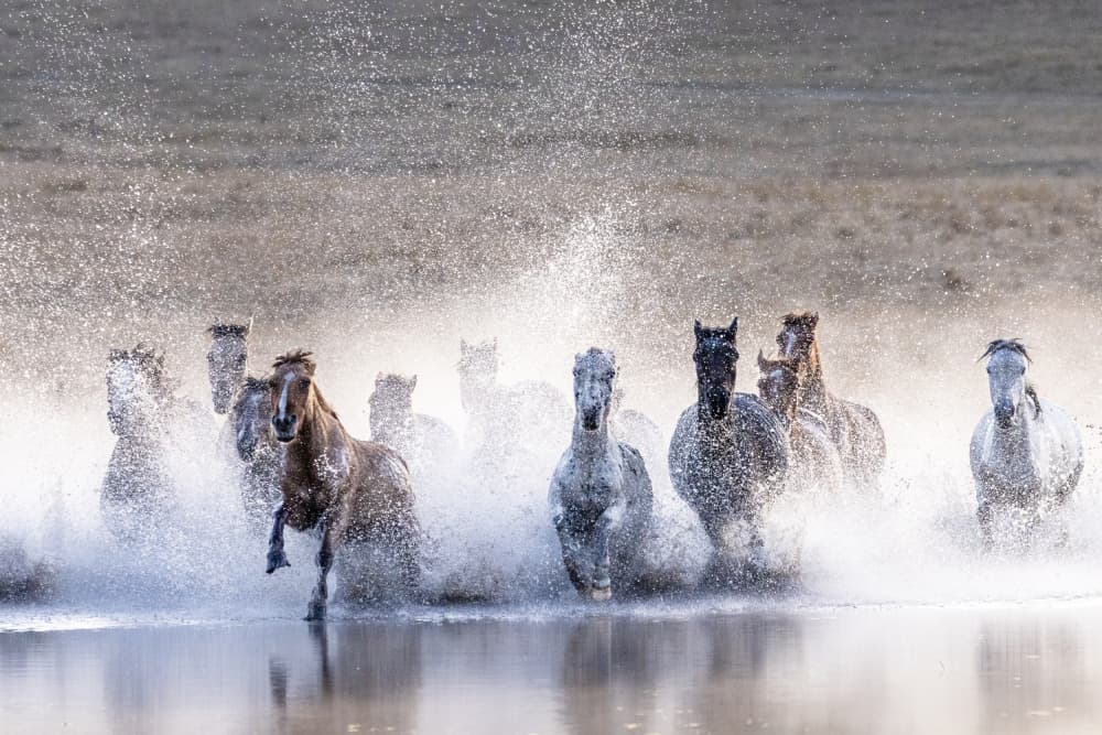 Wild Horses Splashing Water by Sally Widjaja — canvas wall art