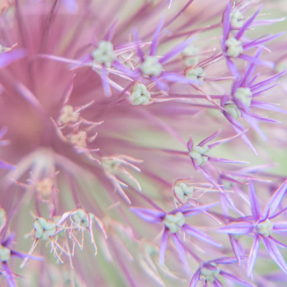 Ethereal Allium Flower by Lynann Colligan — canvas wall art