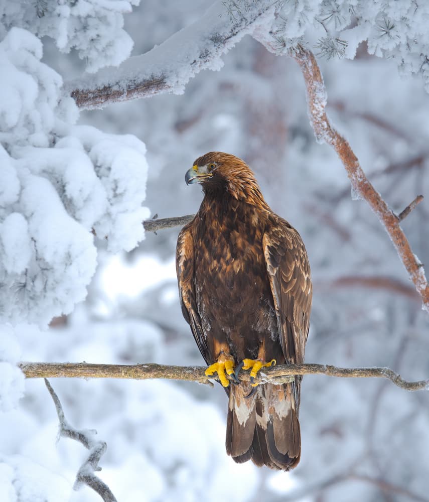 Majestic Winter Eagle by Erik Engström — canvas wall art