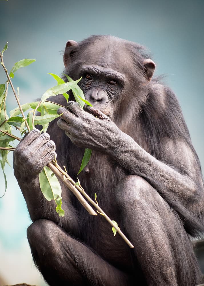 Thoughtful Chimpanzee Eating Leaves by Takayuki Nakatsuka — canvas wall art