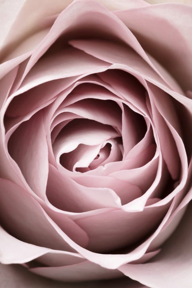 Soft Pink Rose by Pictufy Studio III — canvas wall art