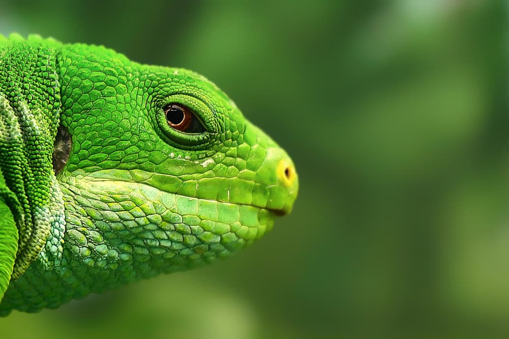 Vibrant Green Iguana by Michael Burlak — canvas wall art