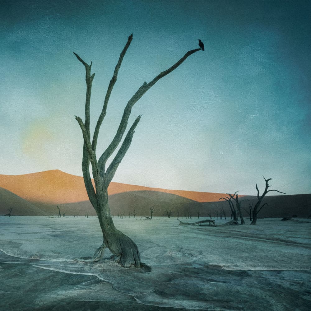 Lone Desert Tree by Willa Wei — canvas wall art