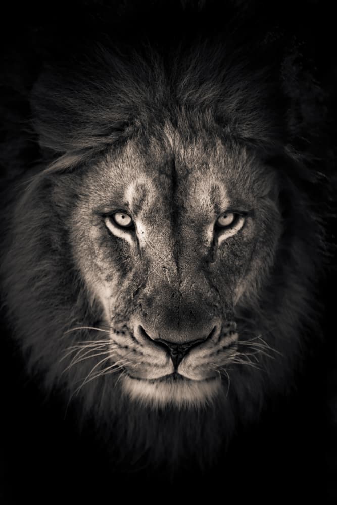 Powerful Lion Stare by Alex Zhao — canvas wall art