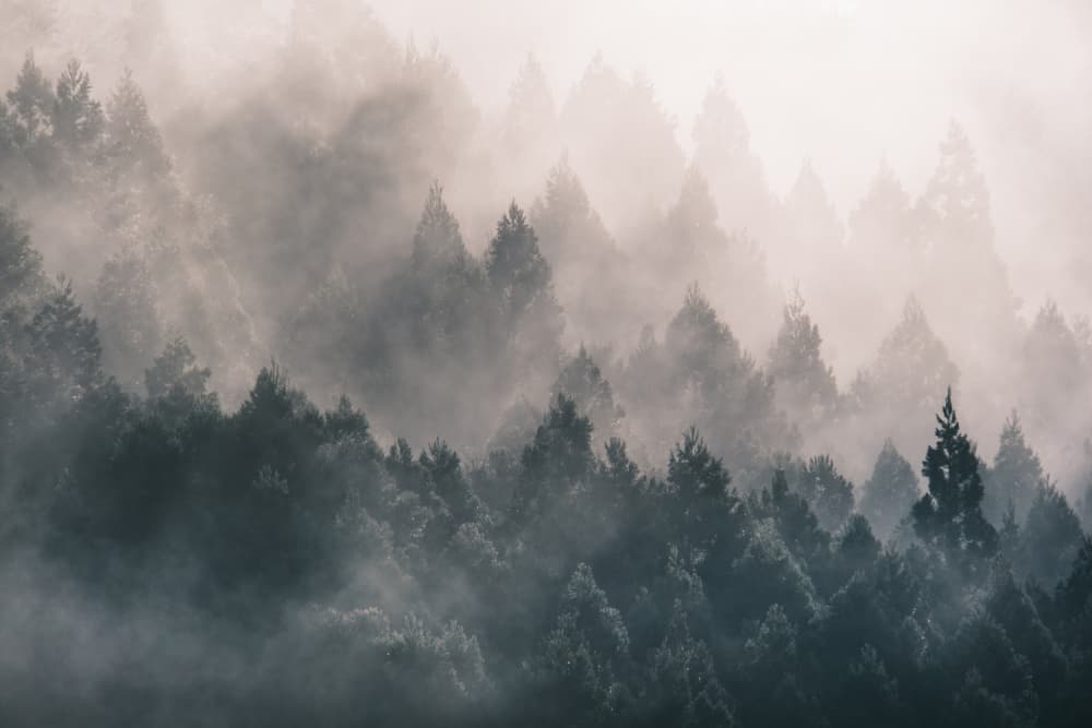 Misty Forest Serenity by 市岡弘光 — canvas wall art
