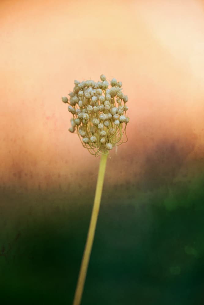 Soft Allium Bloom by Xiang yang Cui — canvas wall art