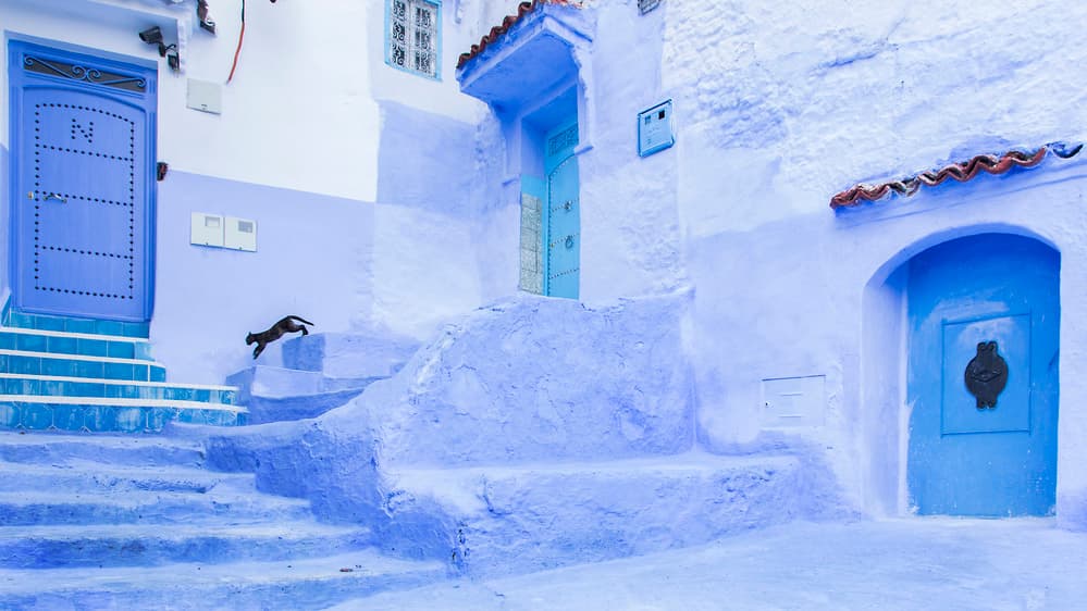 Blue City Jumping Cat by Juan Cardador — canvas wall art