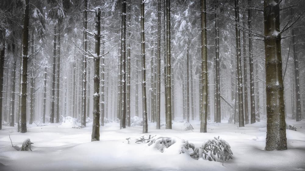 Snowy Winter Forest by Wim Denijs — canvas wall art