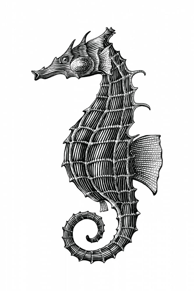 Graceful Seahorse Drawing by jay stanley — canvas wall art