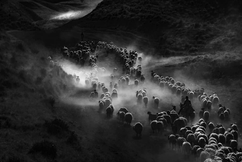Dusty Sheep Herd by Murat Cacim — canvas wall art