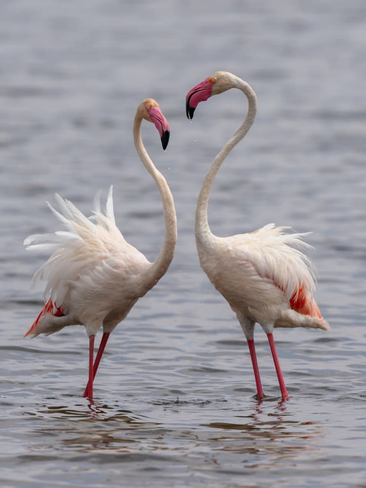 Flamingo Love Heart by HuongHoang — canvas wall art