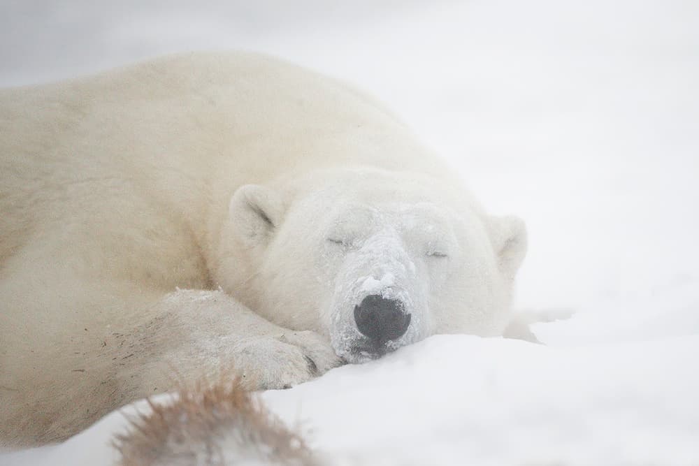 Peaceful Sleeping Polar Bear by Marco Pozzi — canvas wall art