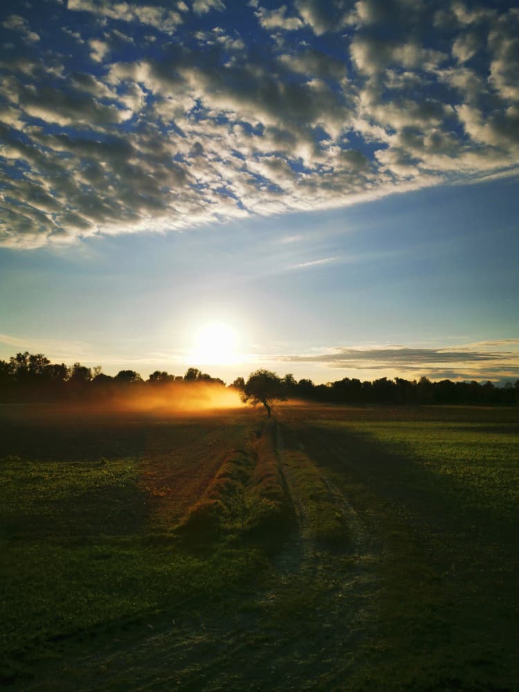 Golden Hour Misty Field by Angelo Cerantola — canvas wall art