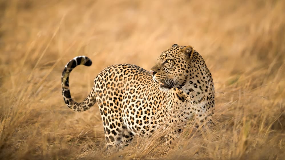 Watchful Leopard by Faisal ALnomas — canvas wall art