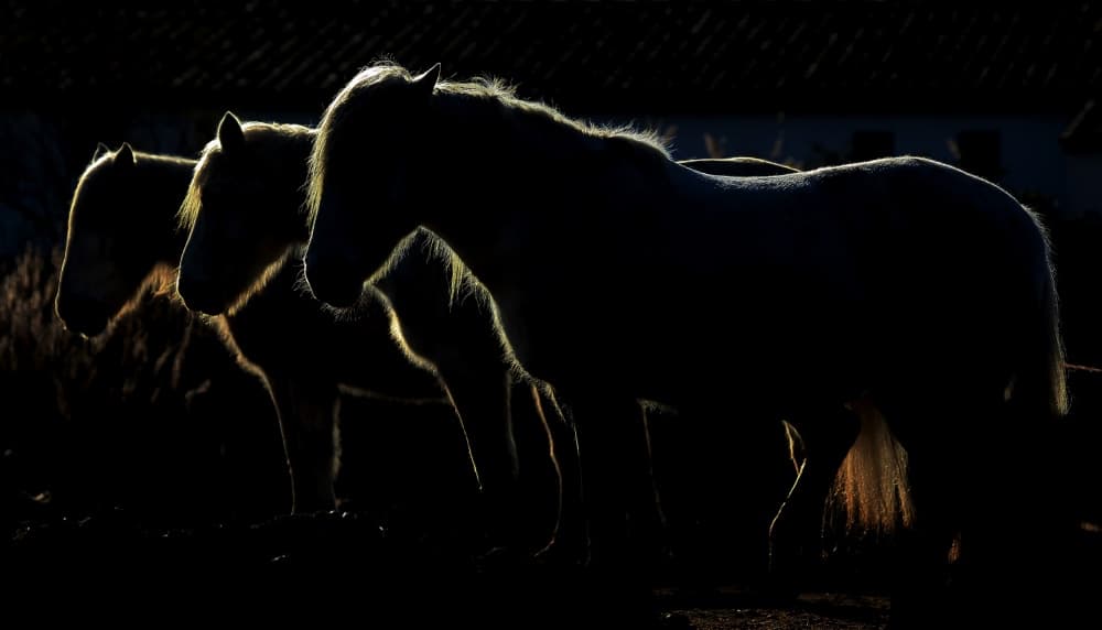 Equine Golden Hour by Michel Romaggi — canvas wall art
