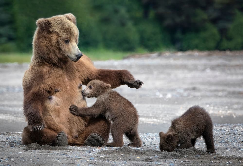 Wild Bear Family by Renee Doyle — canvas wall art