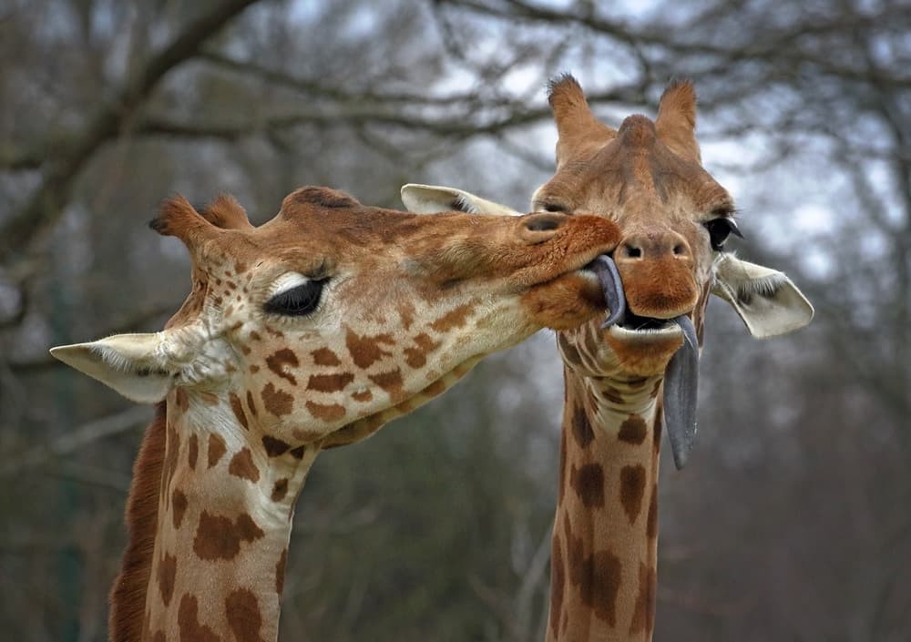 Affectionate Giraffe Kiss by Michel Romaggi — canvas wall art
