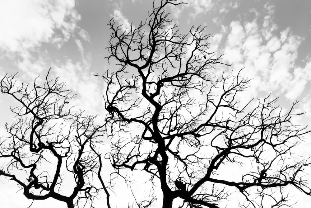 Silhouetted Tree Branches by Photolovers — canvas wall art