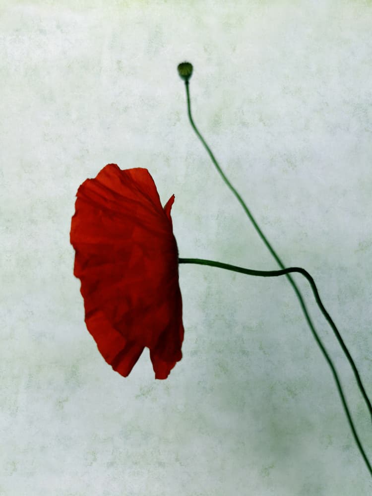 Red Poppy and Bud by Angelo Cerantola — canvas wall art