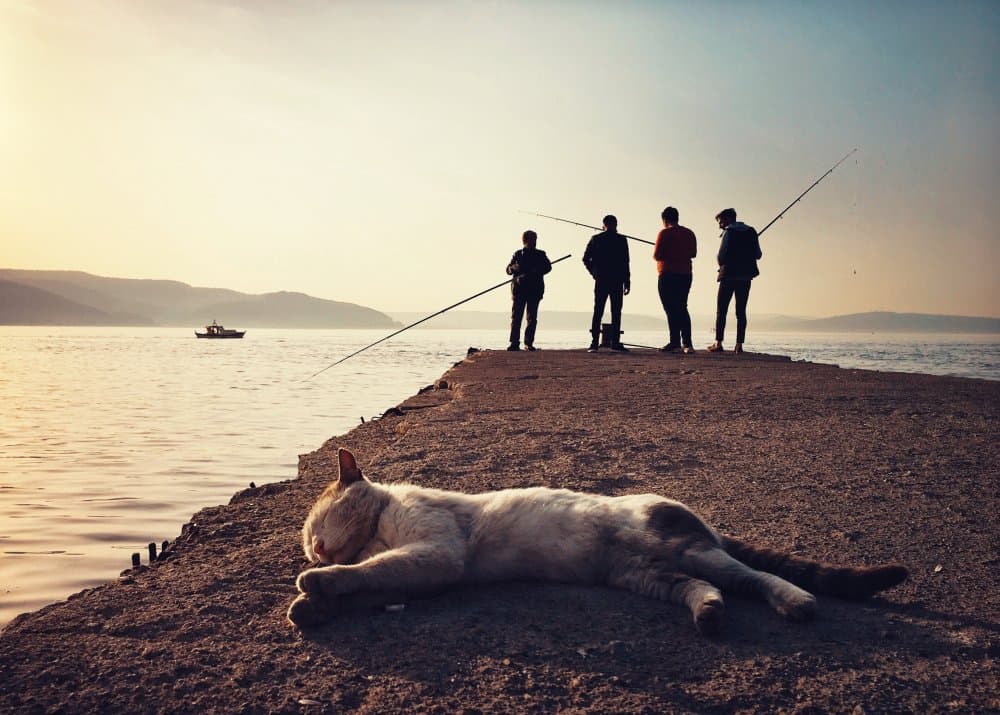 Fishermen and Sleeping Cat by Yalım Vural — canvas wall art