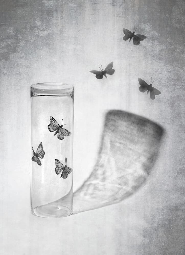 Butterflies and Glass Light by Louis-Philippe Provost — canvas wall art