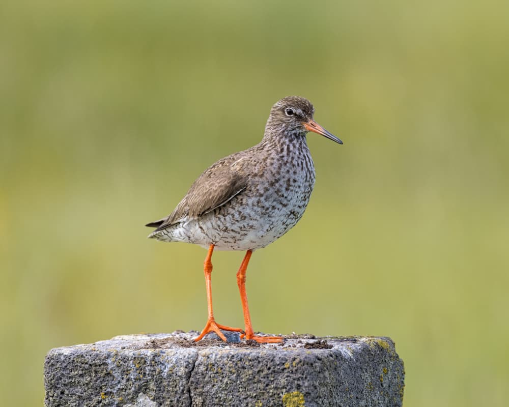 Redshank on Post by Bragi Kort — canvas wall art