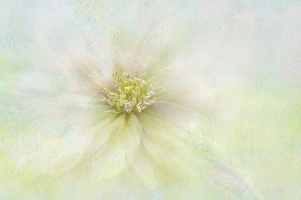Soft Ethereal Bloom by Jacky Parker — canvas wall art