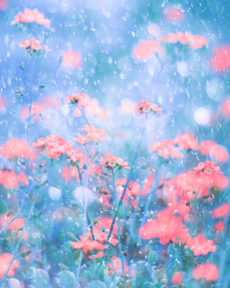 Dreamy Pink Blooms by Delphine Devos — canvas wall art
