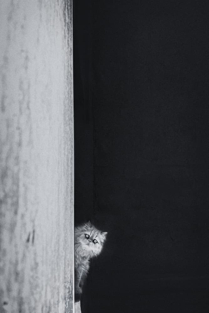 Curious Peeking Cat by Sajad Aslani — canvas wall art