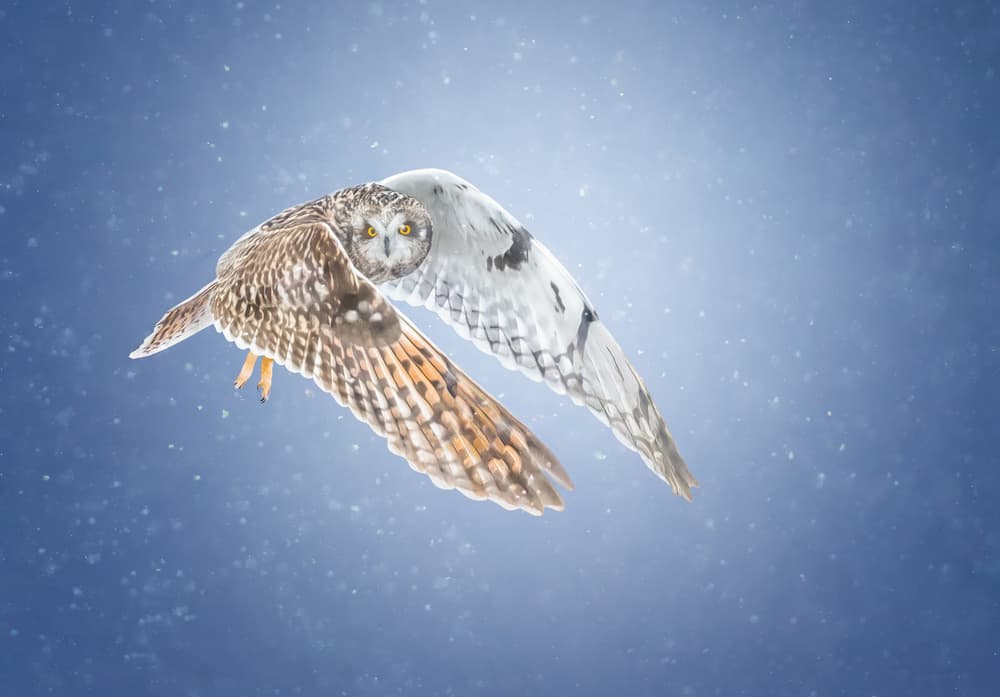 Winter Owl Soaring by Tao Huang — canvas wall art
