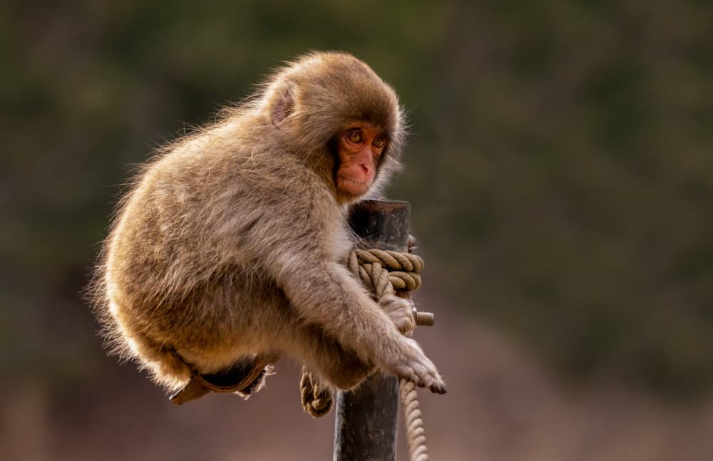 Curious Snow Monkey by Joanna W — canvas wall art